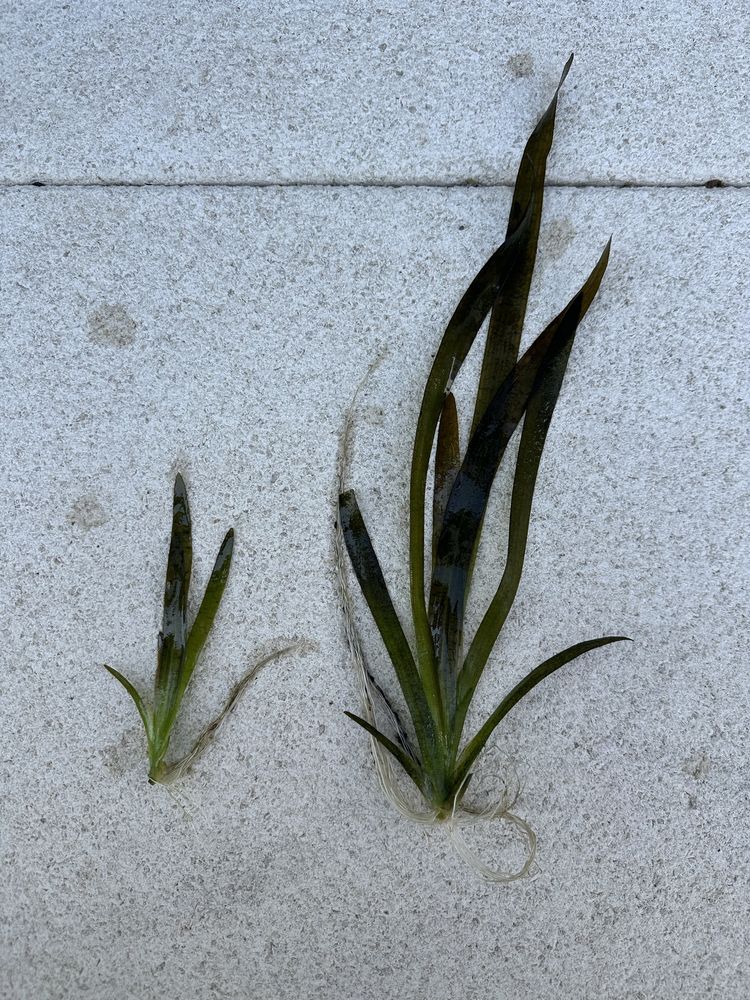 Planta aquario / lago