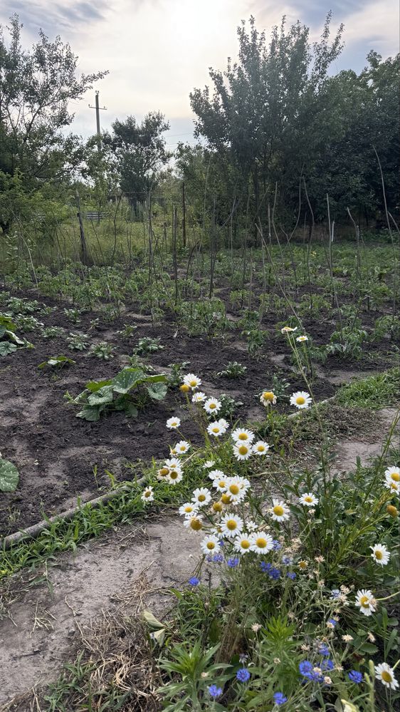 Продам дачний участот!