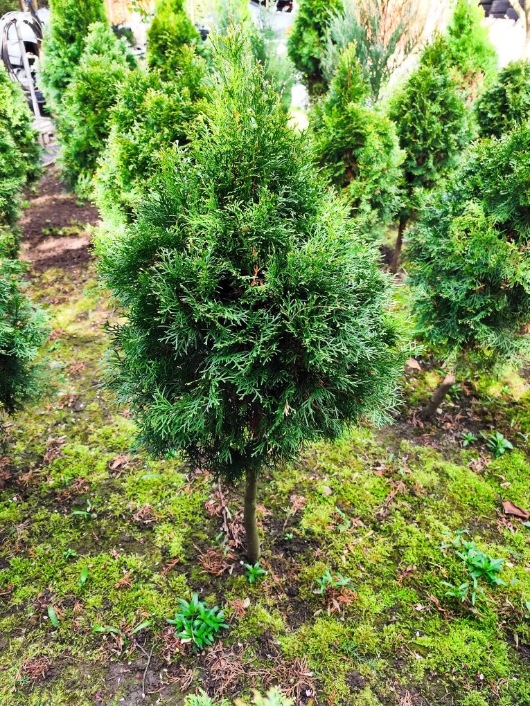 Thuja Thuje szmaragd kształtowane w kule 5 letnie zdrowe TUJA