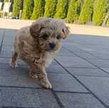 Maltipoo suczka mini