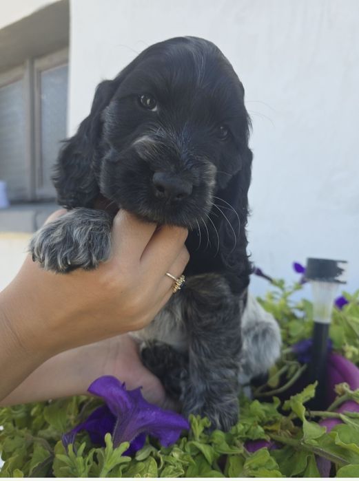 Sprzedam suczke Cocker spaniel