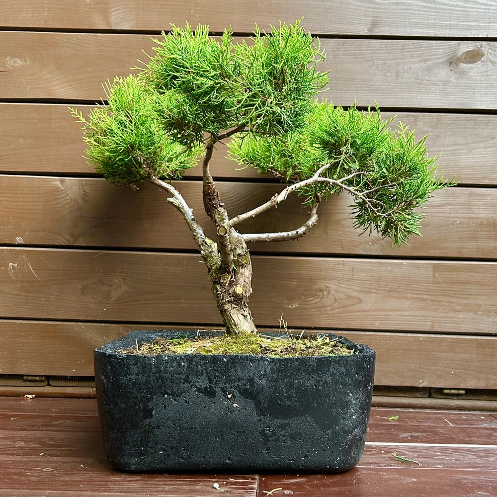 Bonsai jalowiec chinski drzewko bonsai w betonowej donicy