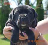 Cane corso Italiano