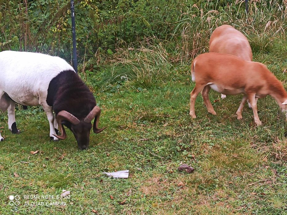 Zamienię lub sprzedam owieczkę rasy Dorper-Kamerun 50/50