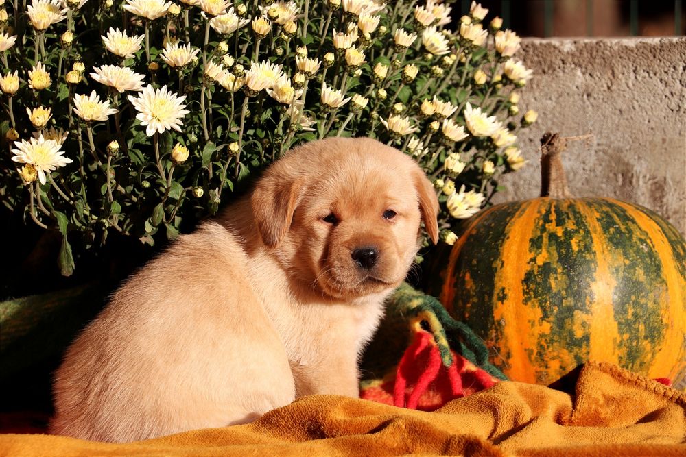 Цуценята Лабрадор ретривер