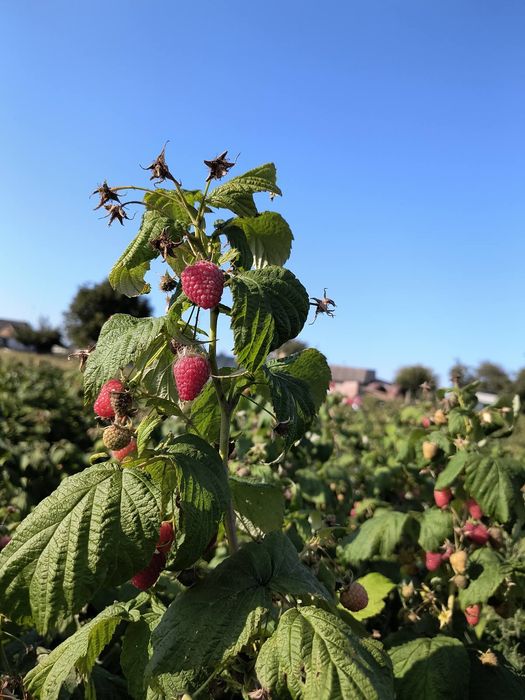 Малина, саджанці Поляна , джоан джей