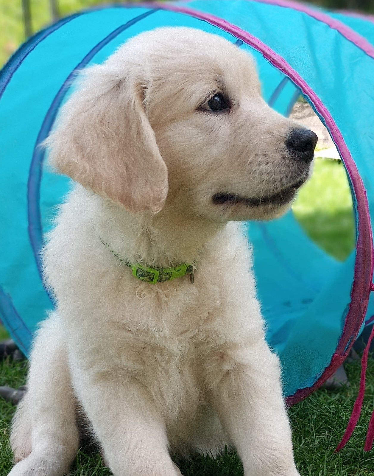 Golden Retriever ZKwP FCI Już do odbioru