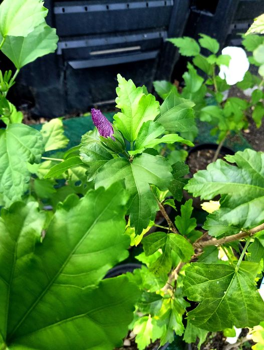 Hibiskus białe kwiaty i fioletowe