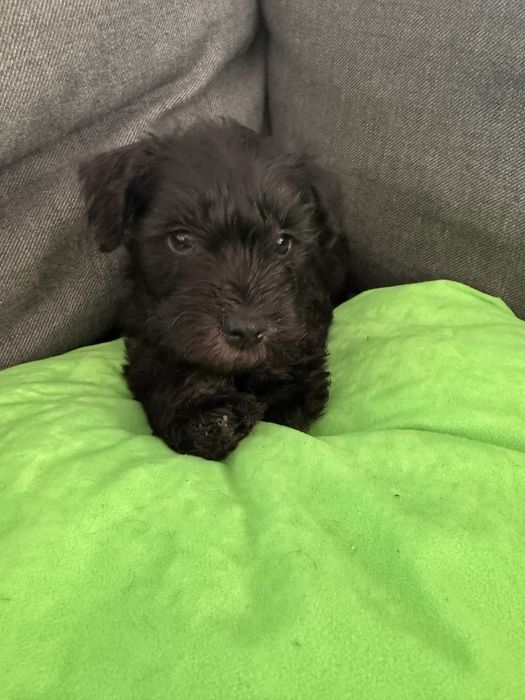 Sznaucer miniaturowy -Pies