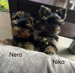 Yorkshire Terrier piesek Niko