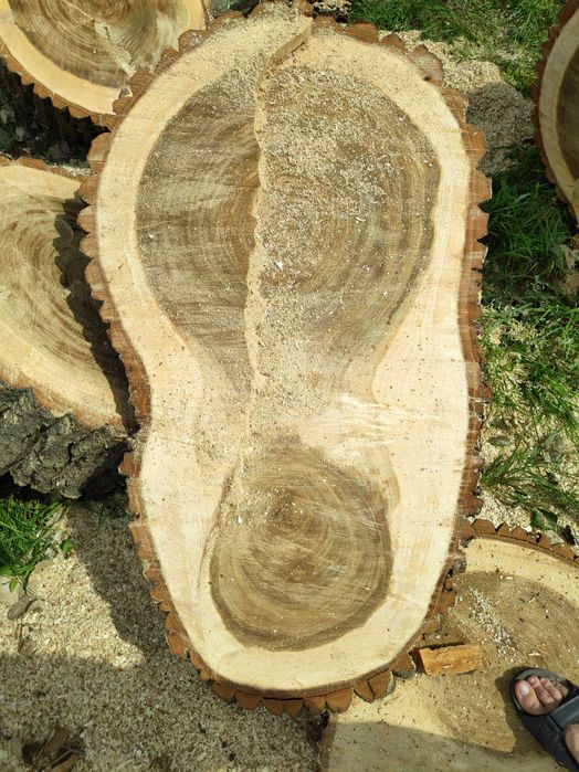 Plaster drewna Topola około 1m , stół, meble, stół ogrodowy.