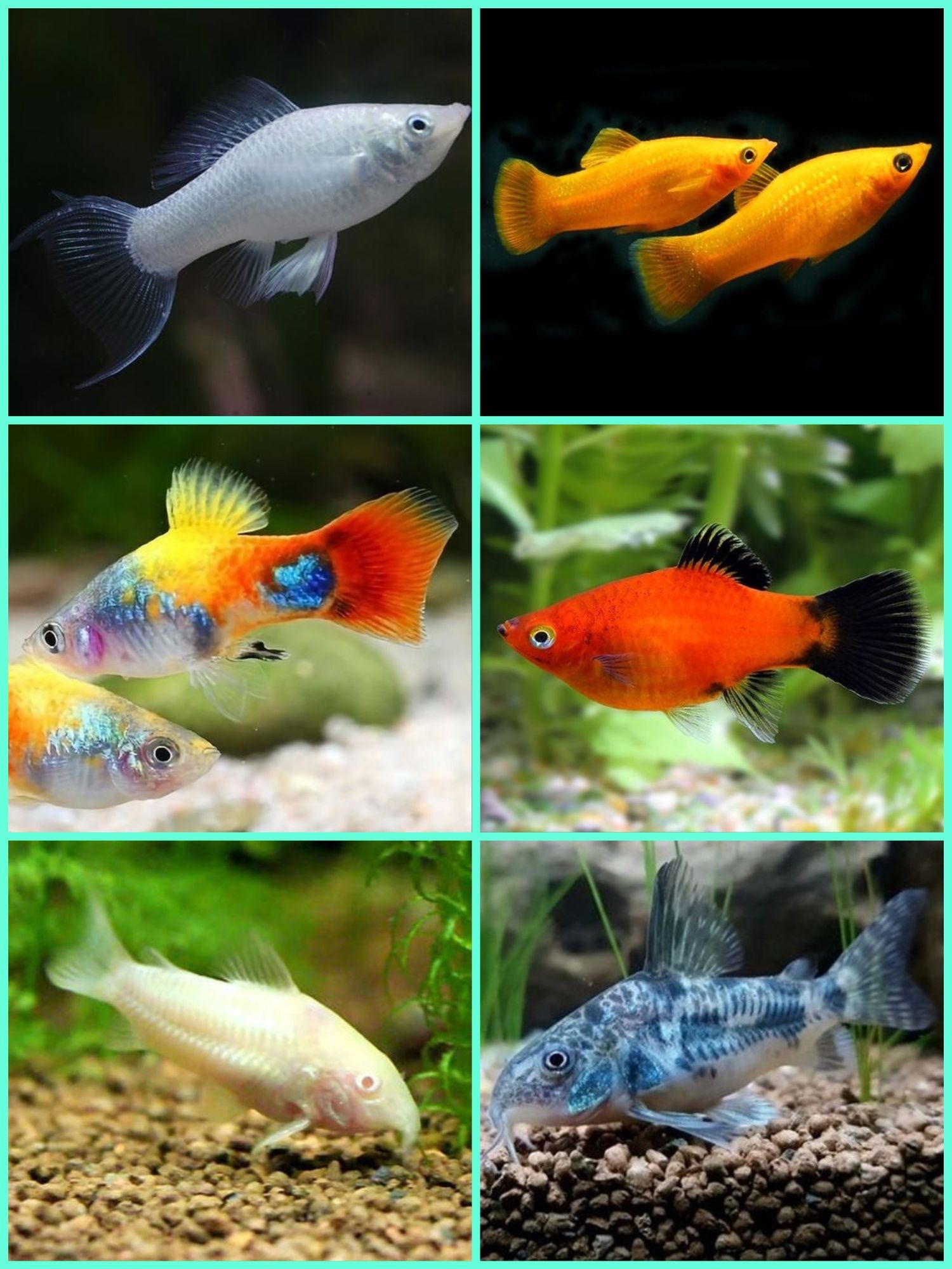 Aquasousa.com - Tetras, Guppys, Corydoras, Neons e muito muito mais...