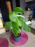 Monstera Variegata