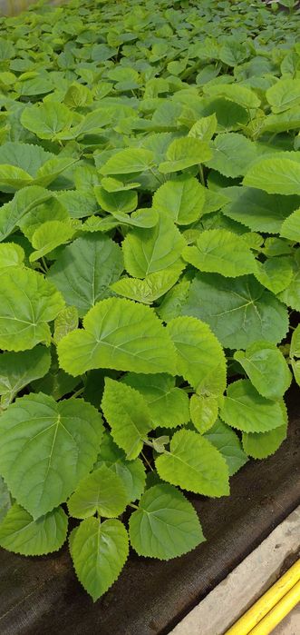 Paulownia sadzonki 50-70 cm! Cesarskie drzewko szczęścia!