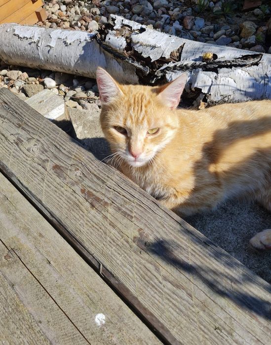 Zaginiony kotek Rysiu poszukiwany jeśli go zobaczysz daj prosze znac