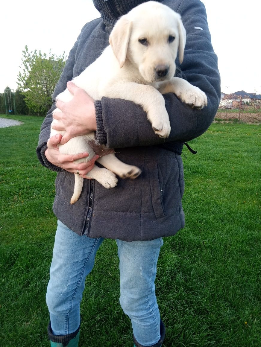 Labrador piesek biszkoptowy