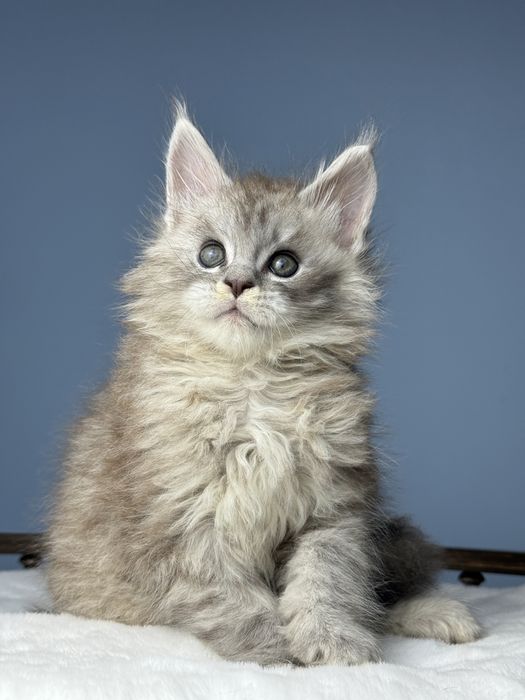 Феромон кукольный мальчик котенок мейн кун в шоу типаже