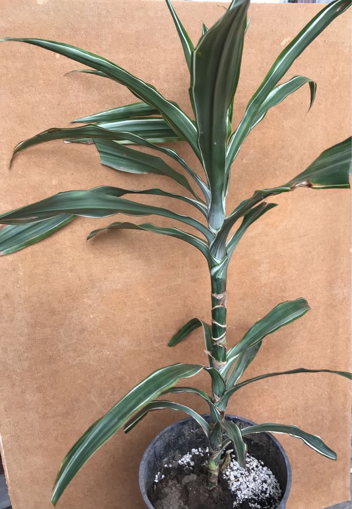 Dracaena - Planta de interior