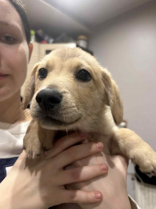 Oddam pieski w dobre ręce