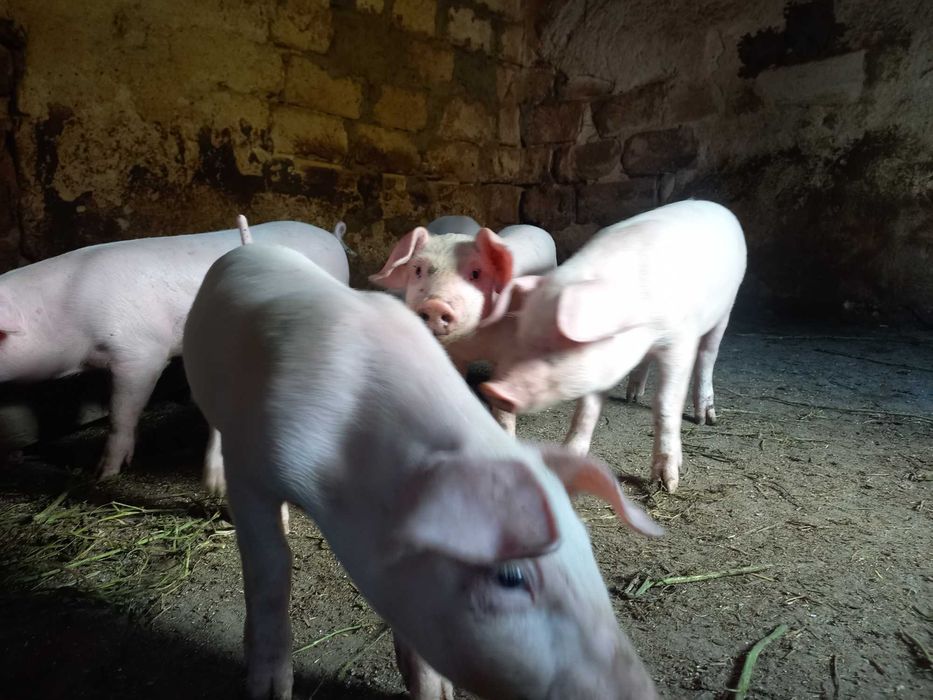 ПРОДАМ ПОРОСЯ гарна ціна