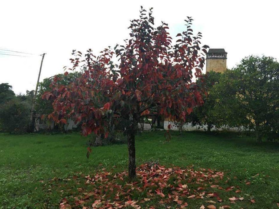 venda de imóveis em valhascos (sardoal)