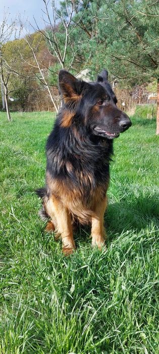 В'язка собак вівчарки кобель