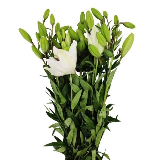 Croa branca e croa rosa para arranjos florais