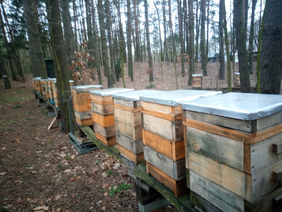 Odkłady pszczele Wielkopolskie, Warszawskie Zwykłe i Poszerzone