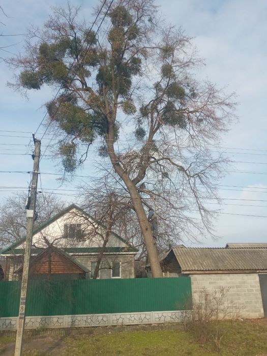 Арбористи.Зріз,обріз,спилювання,професійна валка дерев Утеплення