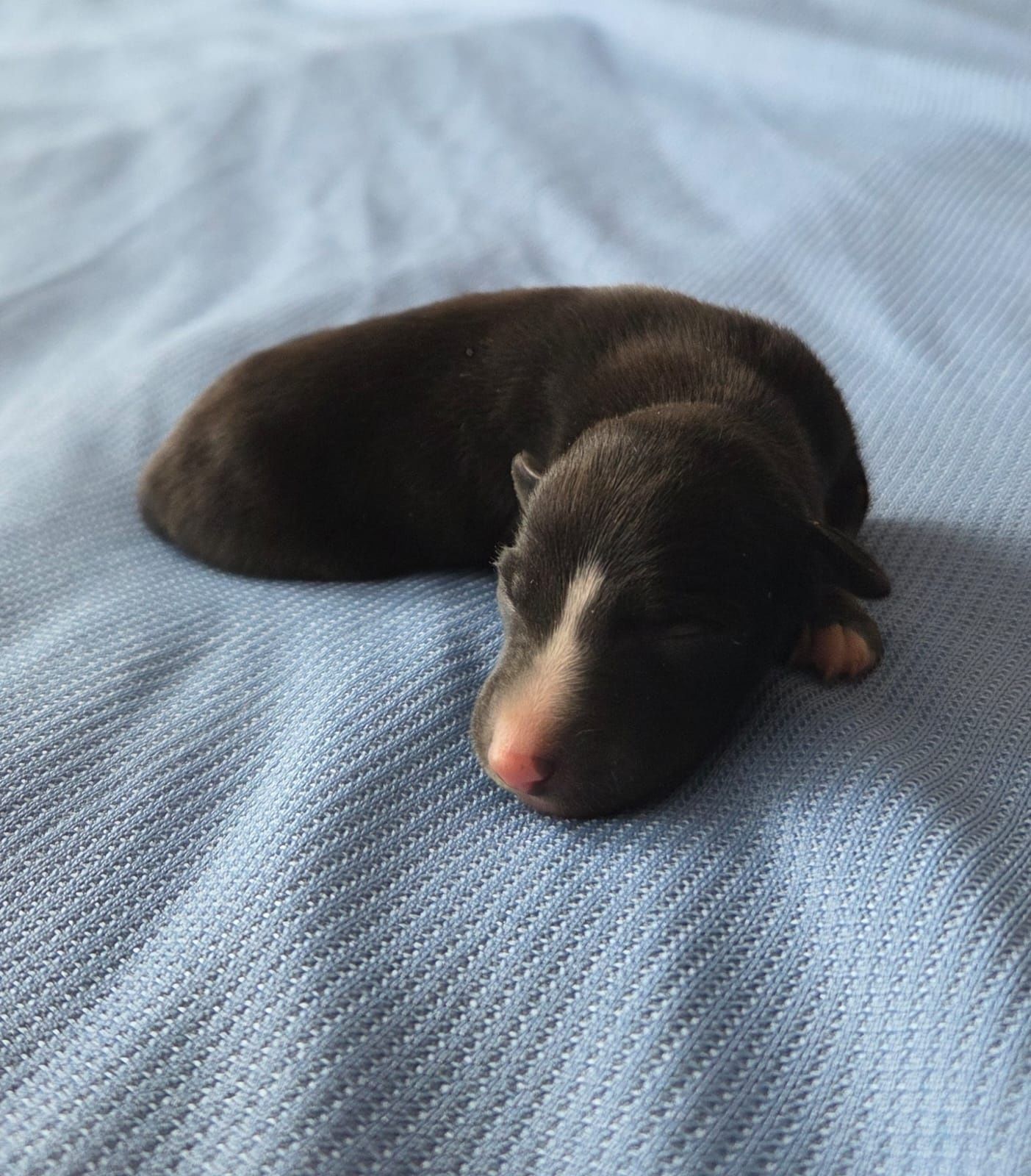 Whippet - chart angielski