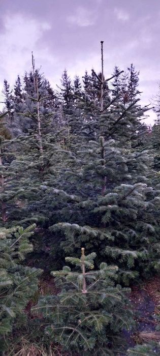 Sprzedam choinki jodła kaukaska i kalifornijska z własnej uprawy