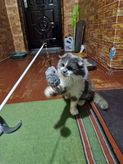 Котенок и мама кошка стерилизованная