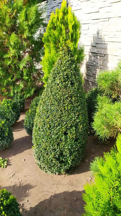 продам самшит стриженый в виде шара. можжевельник блю эрроу. туи