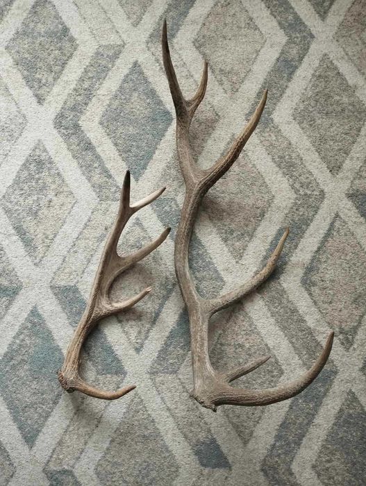 Продам роги оленя
