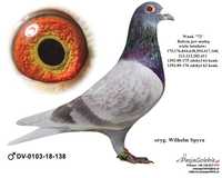 Gołębie pocztowe - młode 2024 od Mistrza