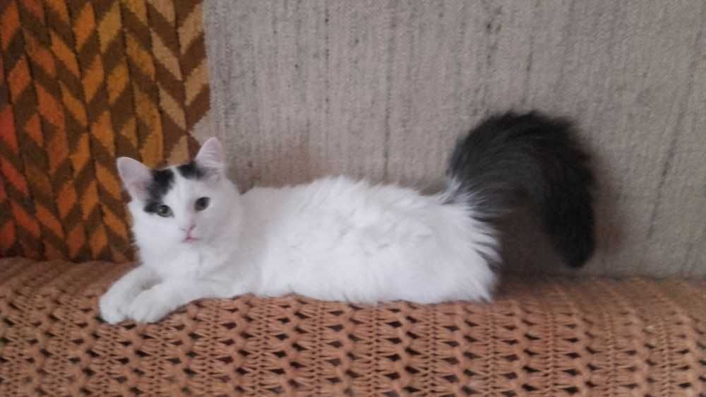 Kociaki słodsze od cukru