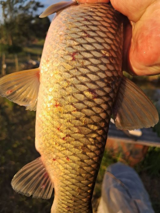 Вапно для ставків лікує від рибних кліщів очищає воду .