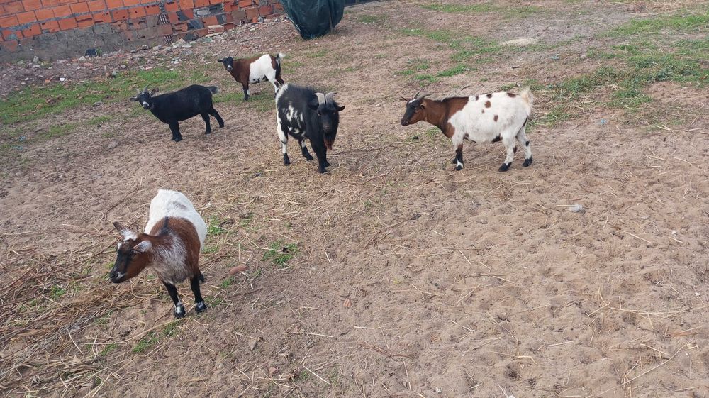 Cabras e chivo raça anã  só conjunto
