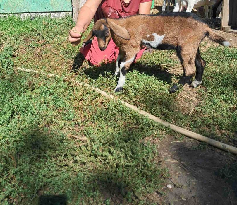 Козы козлята альпы и зааны