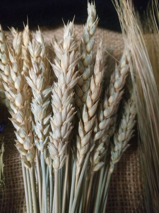 Набори для виготовлення дідуха