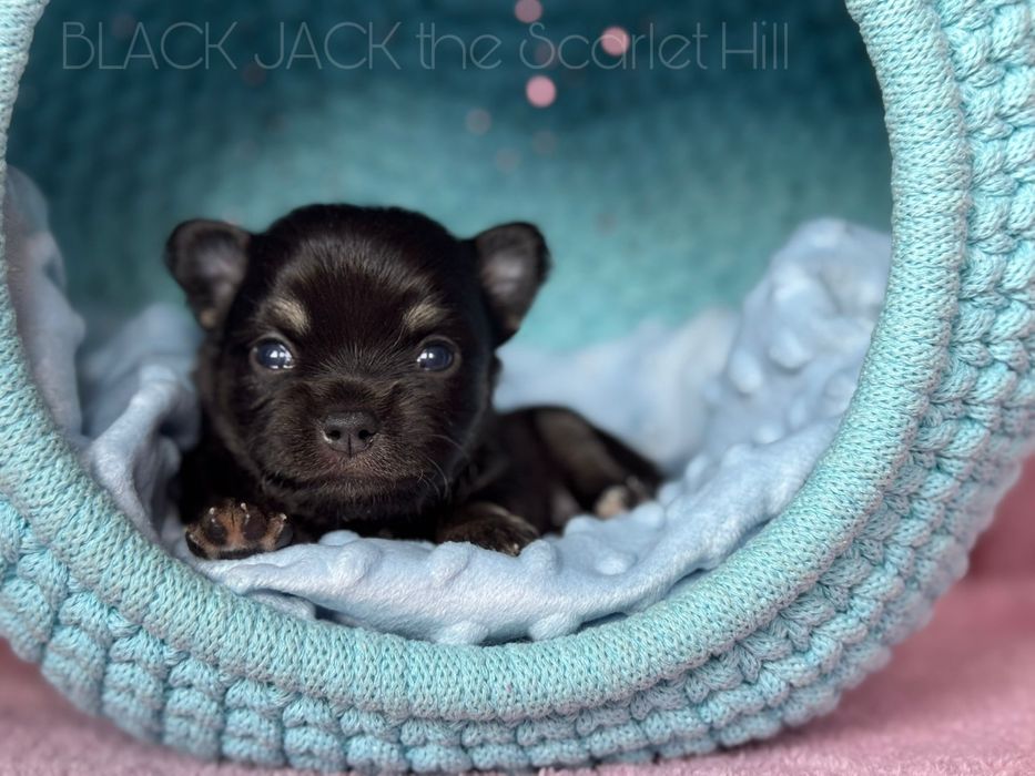 BLACK JACK pies szczenię chihuahua fci zkwp tricolor
