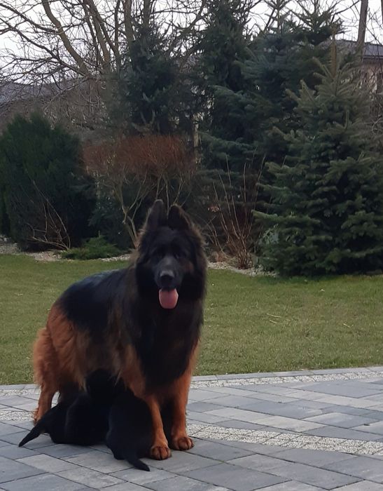 Owczarek Niemiecki Długowłosy -piesek  szczenię