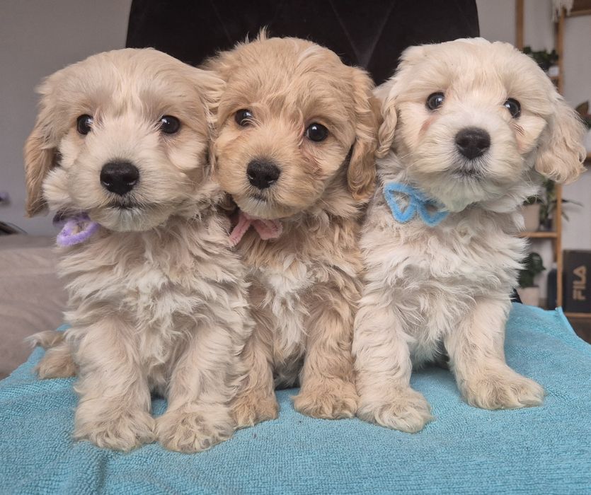 Uroczy piesek Maltipoo szuka kochającego domu!