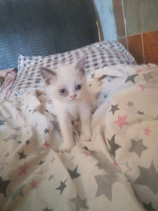Котята 2місяці.  Весловухих