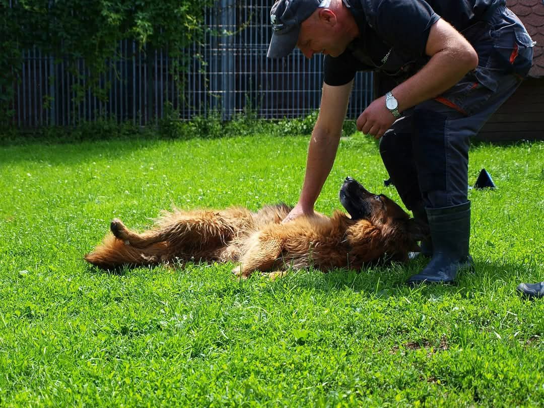 Piękny owczarek niemiecki Prozac do adopcji ze schroniska.