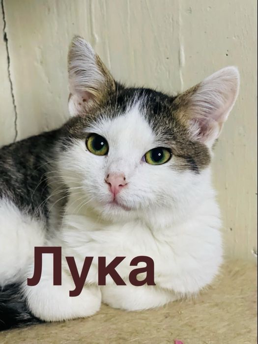 Кошеня шукає родину