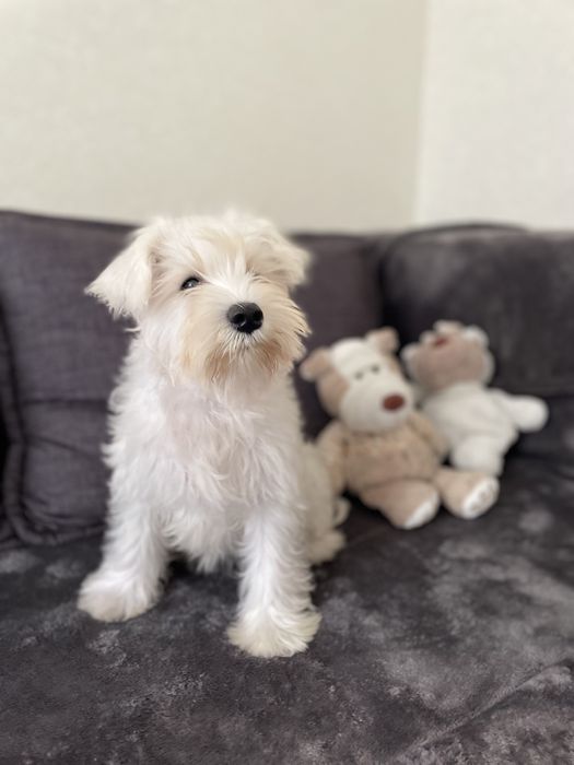 Щенки Цвергшнауцер белого окраса