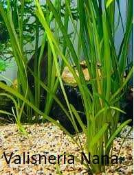 Plantas de aquário de fácil manutenção