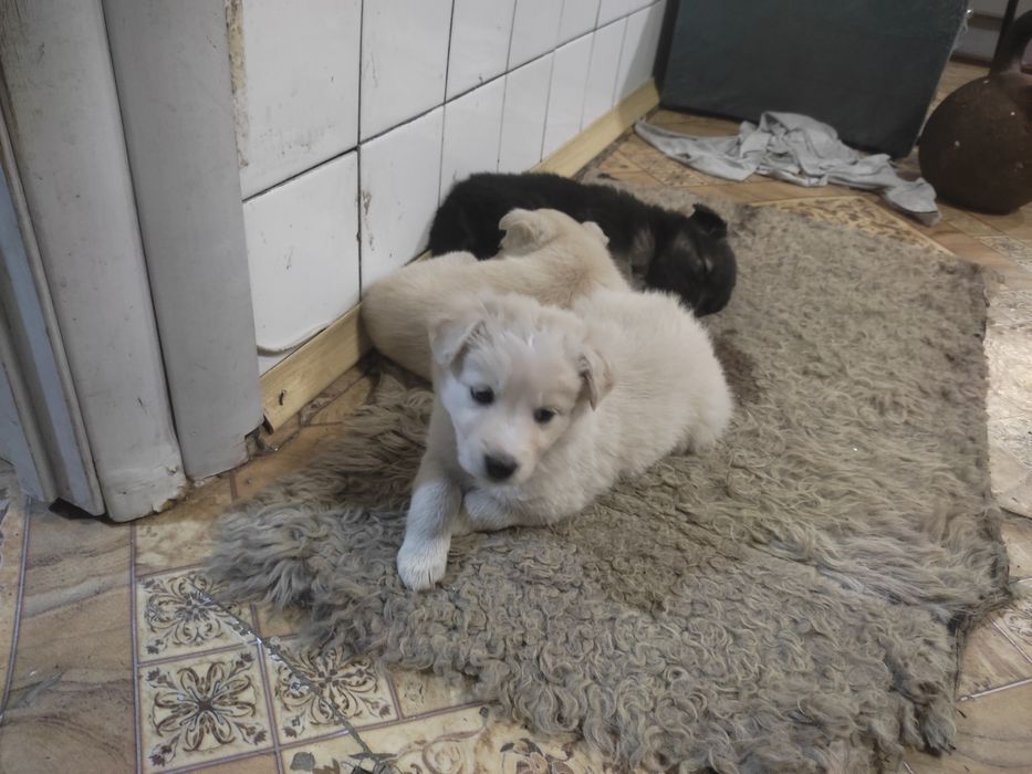 Отдам в добрые руки щенков