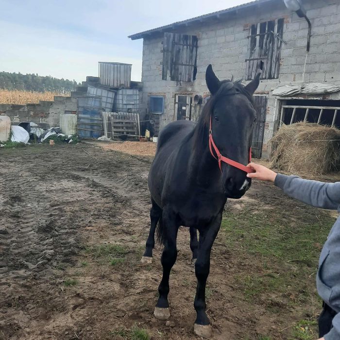 Koń ogier wielkopolski